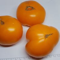 Brandywine Apricot